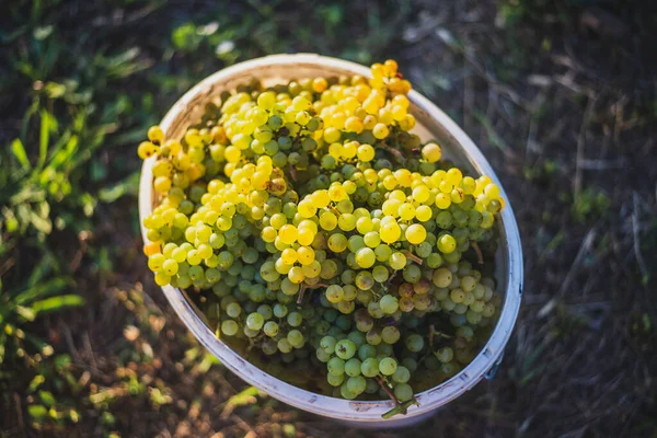 Üzüm bağındaki toplanma sırasında bir kova üzüm. Hasat mevsiminde, Macaristan 'da, kovada üzüm bağları