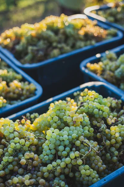 Cépages Verts Raisins Pour Fabrication Vin Dans Caisse Récolte Vue — Photo
