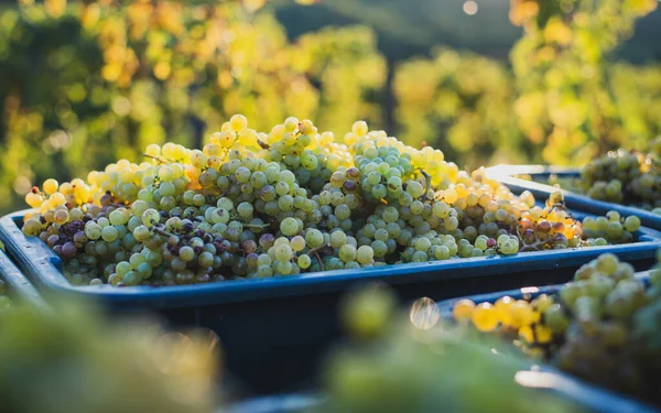 Yeşil asma üzüm. Hasat sandığında şarap yapmak için üzüm. Sonbaharda bir bağda üzüm asmaları ayrıntılı görünümü, Macaristan