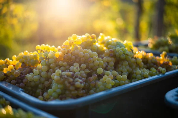 Yeşil asma üzüm. Hasat sandığında şarap yapmak için üzüm. Sonbaharda bir bağda üzüm asmaları ayrıntılı görünümü, Macaristan