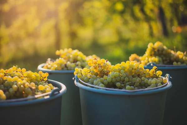 Seau Raisins Pendant Cueillette Dans Vignoble Raisins Vigne Dans Seau — Photo