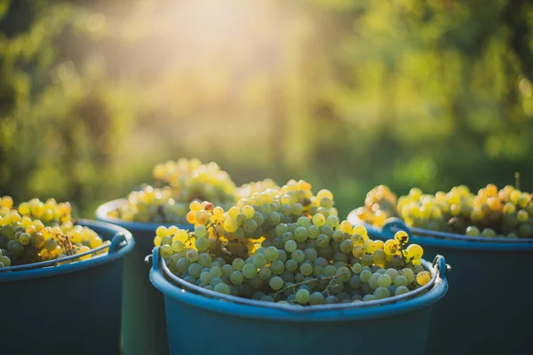 Bucket Grapes Picking Vineyard Vine Grapes Bucket Harvest Season Hungary — Photo