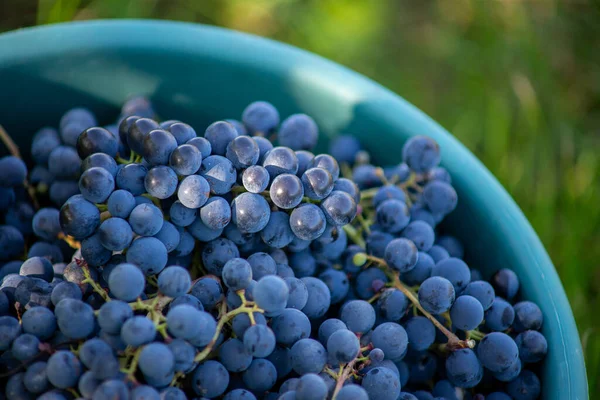 Üzüm bağındaki toplanma sırasında bir kova üzüm. Hasat mevsiminde sandıktaki üzümlerin adı Cabernet Franc Franc üzümleri.