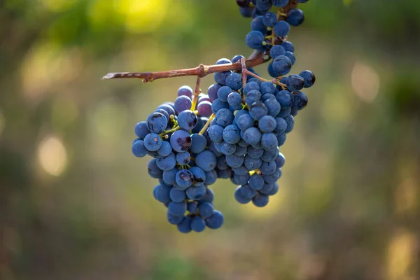 Uvas Vid Azul Viñedo Uvas Cabernet Franc Para Elaboración Vino —  Fotos de Stock