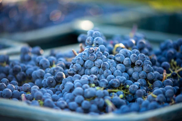 Mavi üzümler. Hasat sandığında kırmızı şarap yapmak için üzüm. Macaristan 'da sonbaharda üzüm bağındaki üzüm bağlarının detaylı görüntüsü
