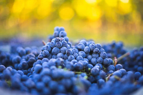 Blue Vine Grapes Grapes Making Red Wine Harvesting Crate Detailed — Stockfoto