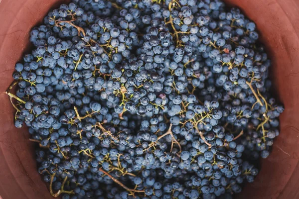 Üzüm bağındaki toplanma sırasında bir kova üzüm. Hasat mevsiminde sandıktaki üzümlerin adı Cabernet Franc Franc üzümleri.