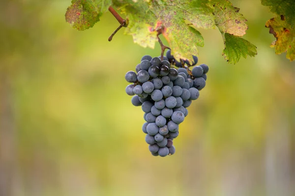 Blue vine grapes in the vineyard. Cabernet Franc grapes for making red wine in the harvesting. Detailed view of a frozen grape vines in a vineyard in autumn, Hungary