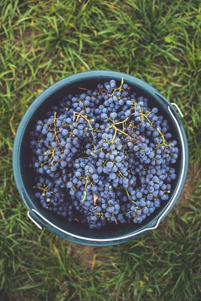 Üzüm bağındaki toplanma sırasında bir kova üzüm. Hasat mevsiminde sandıktaki üzümlerin adı Cabernet Franc Franc üzümleri.