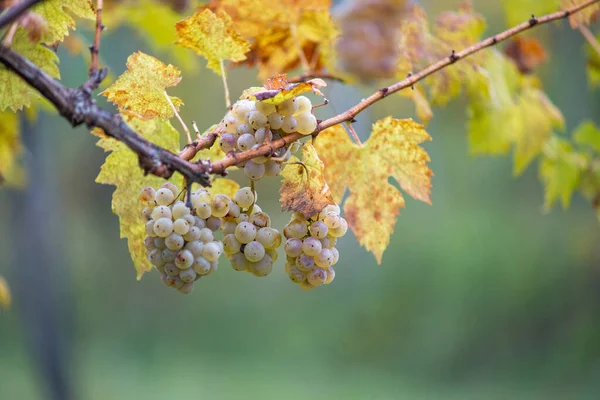 Rich Grape Harvest Green Riesling Grapes Vine Ready Harvest Vineyard — 스톡 사진