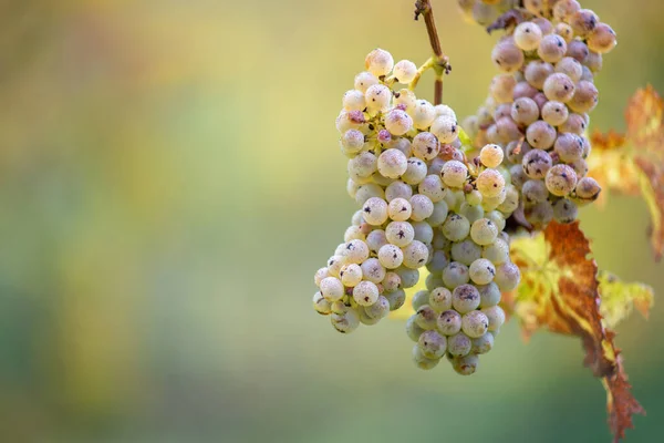 Colheita Rica Uvas Verdes Riesling Vinha Prontas Para Colheita Vinha — Fotografia de Stock