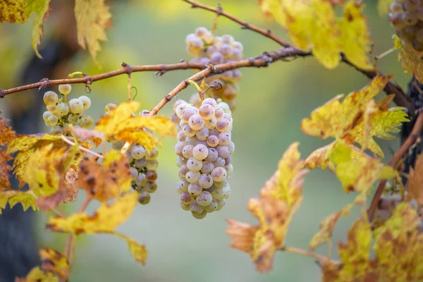 Rich Grape Harvest Green Riesling Grapes Vine Ready Harvest Vineyard — Foto de Stock