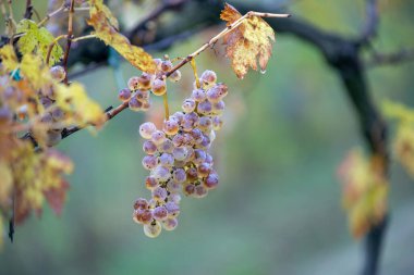 Zengin üzüm hasadı. Asma üzümlü yeşil Riesling üzümleri üzüm bağında hasat için hazır. Pannonhalma Şarap Bölgesi, Macaristan