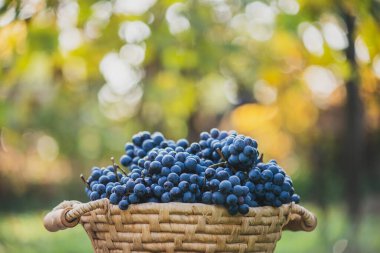 Tahta masadaki sepetin üzerinde üzümler