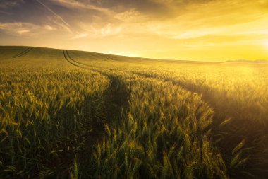 Gün batımı nda yol ile buğday tarlası manzara, Macaristan