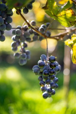 Üzüm bağındaki mavi üzümler. Hasatta kırmızı şarap yapmak için üzüm. Macaristan 'da sonbaharda bir üzüm bağındaki donmuş üzüm üzümlerinin ayrıntılı görüntüsü