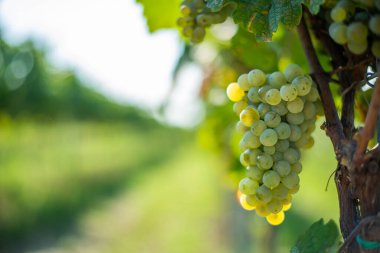 Beyaz üzümler yemyeşil sarmaşıklardan sarkan bulanık üzüm bağları. Hasat mevsiminde Irsai Oliver Üzümleri, Macaristan