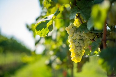 Beyaz üzümler yemyeşil sarmaşıklardan sarkan bulanık üzüm bağları. Hasat mevsiminde Irsai Oliver Üzümleri, Macaristan