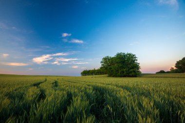 Gün batımı nda yol ile buğday tarlası manzara, Macaristan