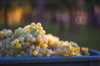 Yeşil asma üzüm. Hasat sandığında şarap yapmak için üzüm. Sonbaharda bir bağda üzüm asmaları ayrıntılı görünümü, Macaristan