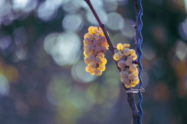 Beyaz üzümler yemyeşil sarmaşıklardan sarkan bulanık üzüm bağları. Hasat mevsiminde Irsai Oliver Üzümleri, Macaristan
