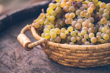 Vintage ahşap fıçıda üzümlü sepet, masa. Şarap yapımı.