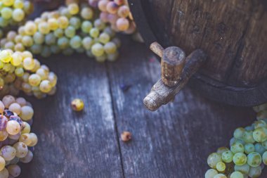 Macaristan 'da hasat mevsiminde fıçıda Riesling üzümlü şarap fıçısı