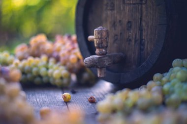 Macaristan 'da hasat mevsiminde fıçıda Riesling üzümlü şarap fıçısı