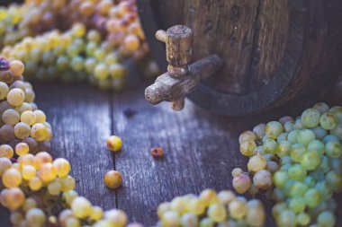 Macaristan 'da hasat mevsiminde fıçıda Riesling üzümlü şarap fıçısı