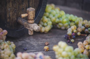 Macaristan 'da hasat mevsiminde fıçıda Riesling üzümlü şarap fıçısı