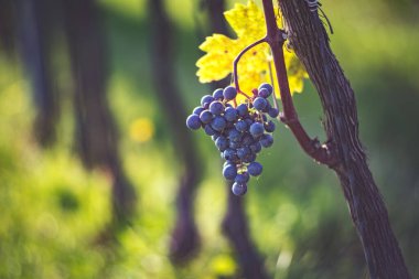 Üzüm bağındaki mavi üzümler. Hasatta kırmızı şarap yapmak için Cabernet Franc üzümleri. Macaristan 'da sonbaharda bir üzüm bağındaki donmuş üzüm üzümlerinin ayrıntılı görüntüsü