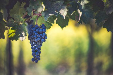 Üzüm bağındaki mavi üzümler. Hasatta kırmızı şarap yapmak için Cabernet Franc üzümleri. Macaristan 'da sonbaharda bir üzüm bağındaki donmuş üzüm üzümlerinin ayrıntılı görüntüsü