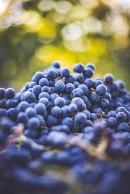 Mavi üzümler. Hasat sandığında kırmızı şarap yapmak için üzüm. Macaristan 'da sonbaharda üzüm bağındaki üzüm bağlarının detaylı görüntüsü