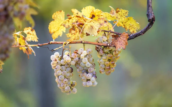 Rich Grape Harvest Green Riesling Grapes Vine Ready Harvest Vineyard — Zdjęcie stockowe