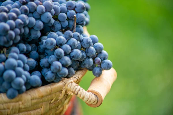 Tahta masadaki sepetin üzerinde üzümler