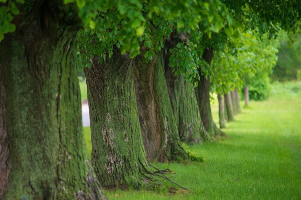 Trees Row Summer Nature Background — стоковое фото