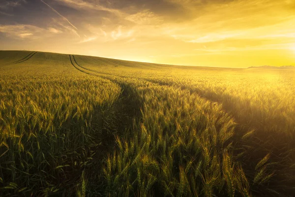 Gün batımı nda yol ile buğday tarlası manzara, Macaristan