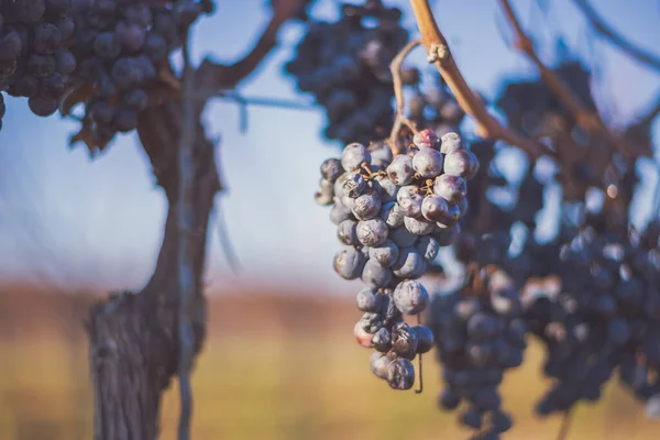 Uvas Azuis Videira Vinha Uvas Para Fazer Vinho Gelado Colheita — Fotografia de Stock
