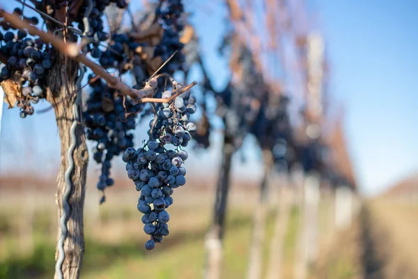 Uve Bacca Blu Vigna Uve Produzione Vino Ghiacciato Nella Vendemmia — Foto Stock