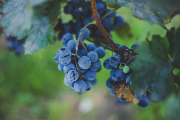 Blue Vine Grapes Vineyard Grapes Making Red Wine Harvesting Detailed — Fotografia de Stock