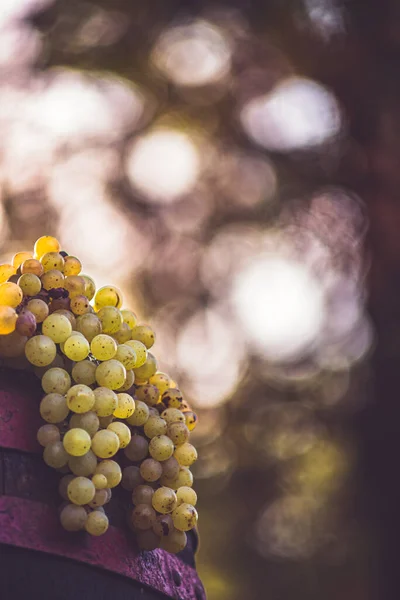 Raisins Sur Tonneau Vin Bois Dans Vignoble Raisins Blancs Pour — Photo