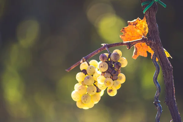 White Grapes Hanging Lush Green Vine Blurred Vineyard Background Named — Fotografia de Stock