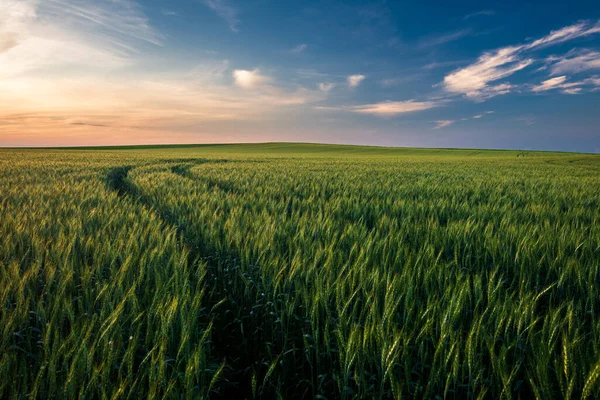 Gün batımı nda yol ile buğday tarlası manzara, Macaristan
