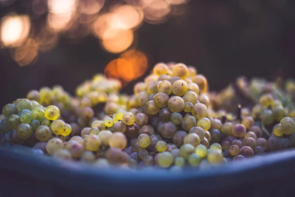 Uvas Verdes Uvas Para Fazer Vinho Caixa Colheita Vista Detalhada — Fotografia de Stock