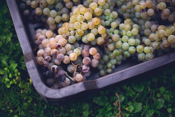 Toplama sırasında sandık sandık üzüm. Hasat mevsiminde sandıktaki üzümlerin adı Riesling, Macaristan