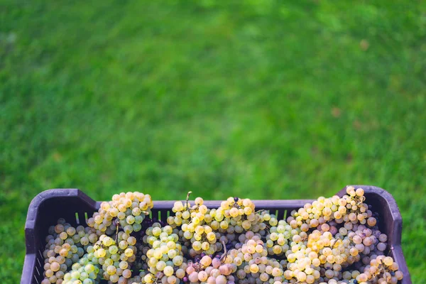 Crates Grapes Picking Name Riesling Vine Grapes Crate Harvest Season — Fotografia de Stock