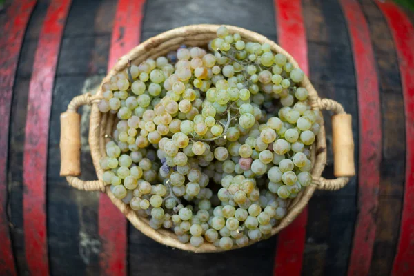 Basket Grapes Vintage Rustic Wooden Barrel Table Wine Making — Photo