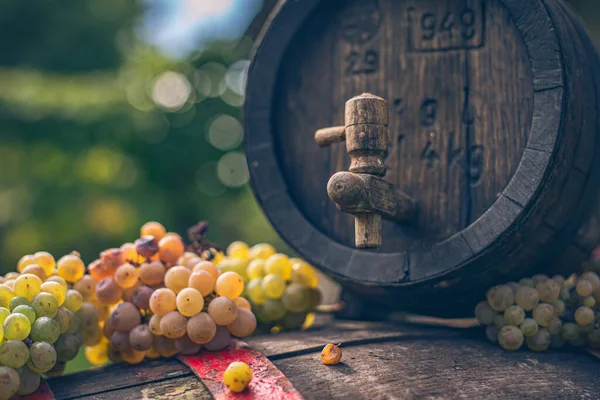 Macaristan 'da hasat mevsiminde fıçıda Riesling üzümlü şarap fıçısı