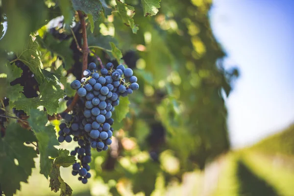 Blue Vine Grapes Vineyard Cabernet Franc Grapes Making Red Wine — стоковое фото