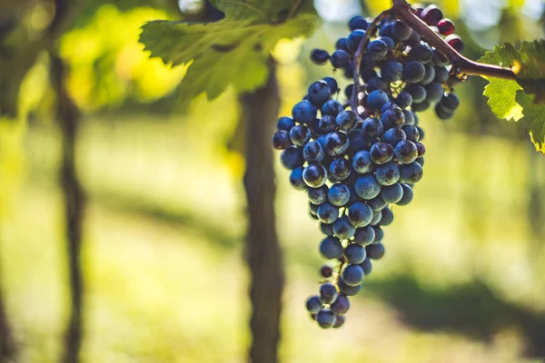 Uvas Azuis Videira Vinha Uvas Cabernet Franc Para Fazer Vinho — Fotografia de Stock